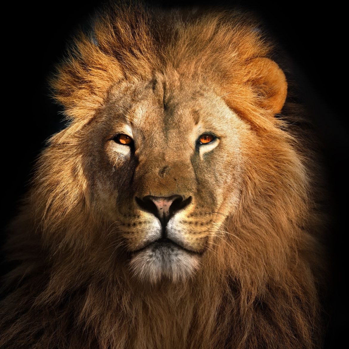 lion