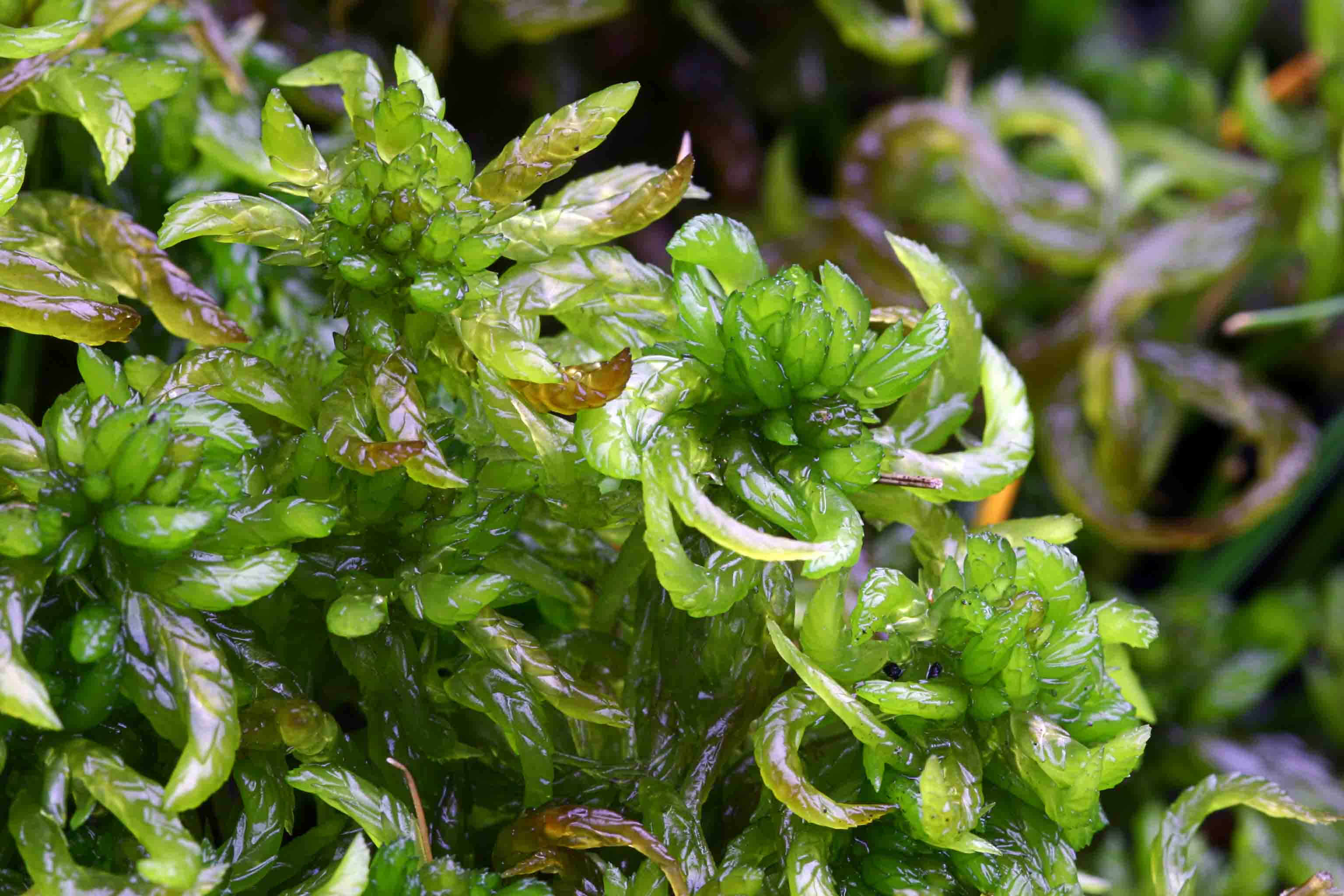 Scientists say ‘superhero’ moss can save communities from flooding Image