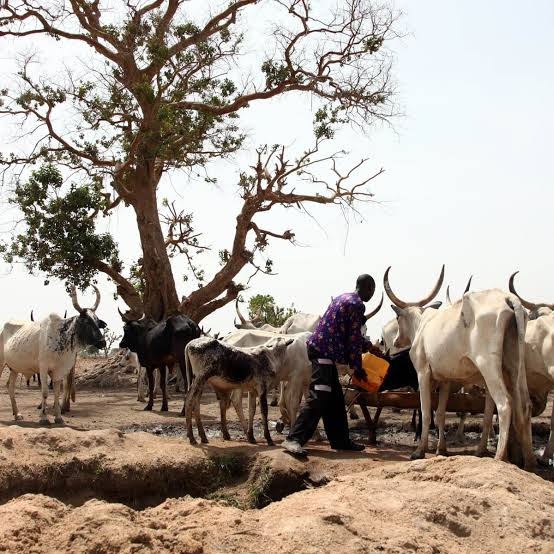 Miyetti-Allah to educate herders on climate change Image