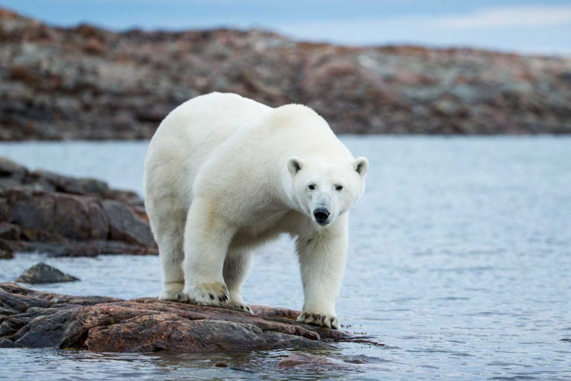 305517-1600×1066-polar-bear-on-rock