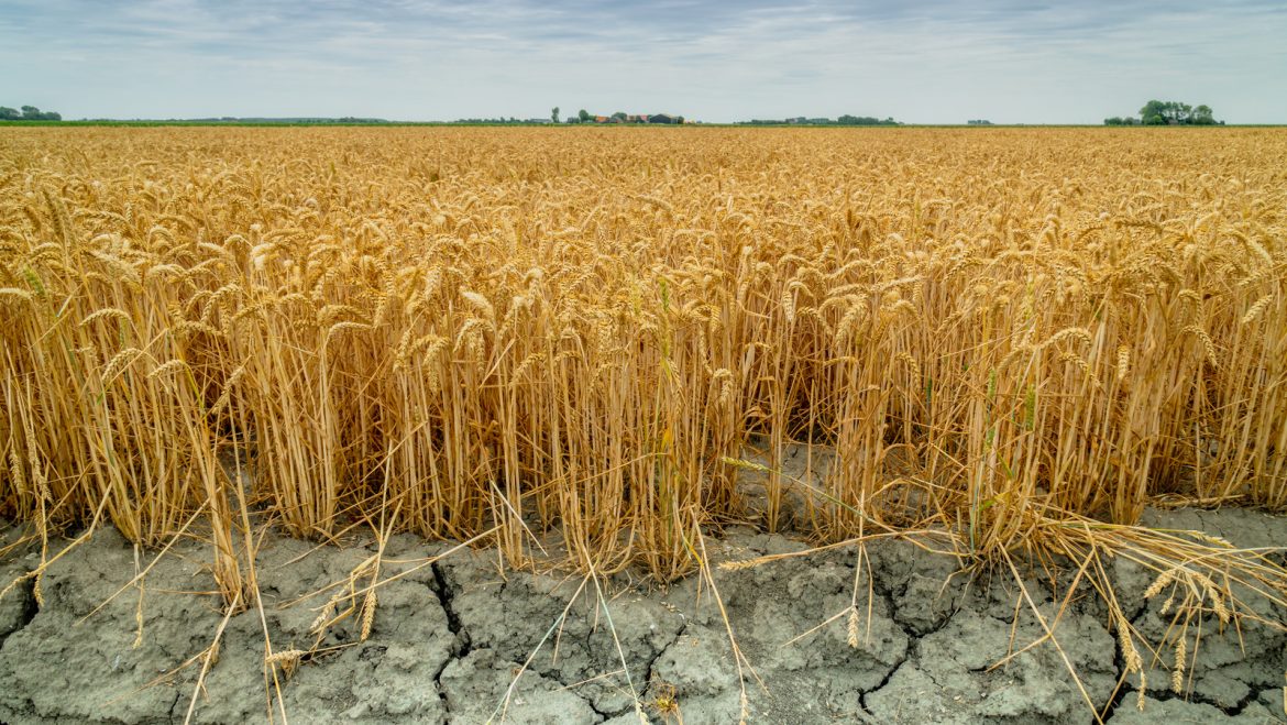 Wheat,Crops,Suffer,As,Drought,Continues.,Wheat,Field,With,Very