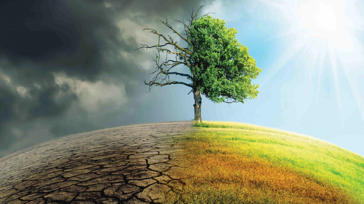 climate-change-tree