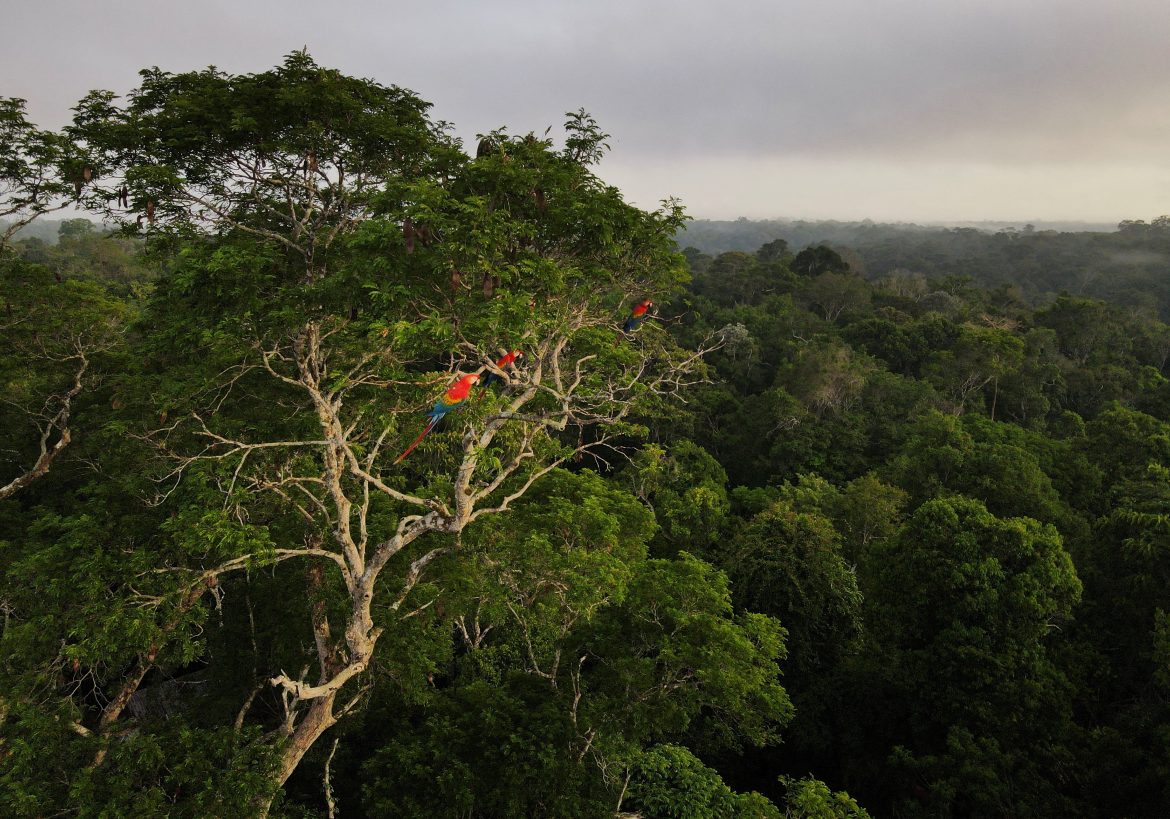 FILE PHOTO: Macaws sit on a tree at the Amazon rainforest in Manaus
