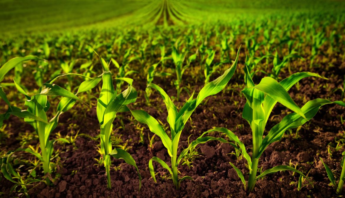 Corn,Field,With,Young,Plants,On,Fertile,Soil,,A,Closeup