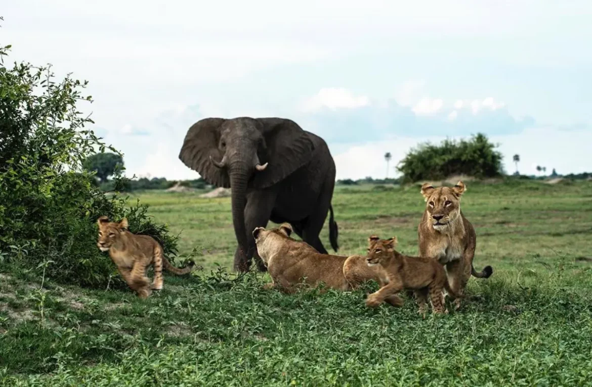 Wildlife-1