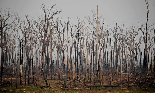 Experts demand ‘loss and damage’ fund for nature in developing world Image