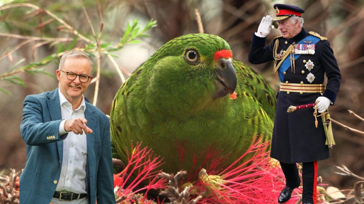 24 parrot