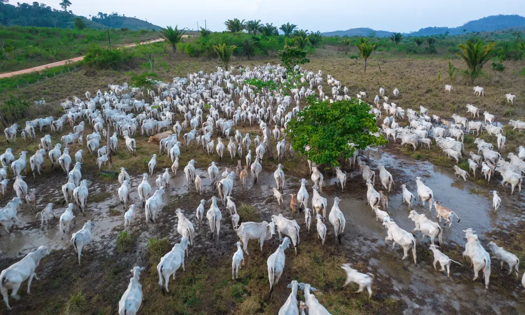 Report: More than 800m Amazon trees felled in six years to meet beef demand Image