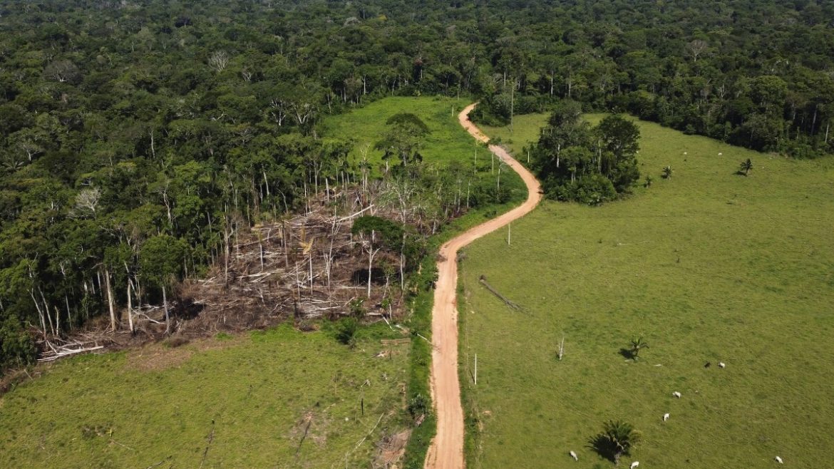 Amazon Rainforest Explainer