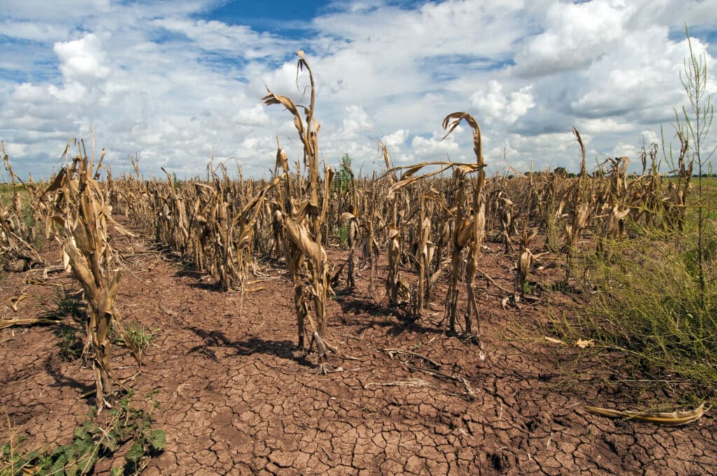 IBM boss says Generative AI can help Nigeria’s fight against climate change Image