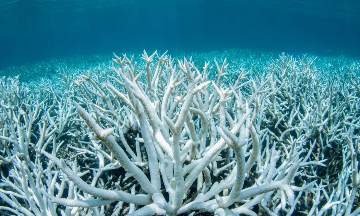 Coral