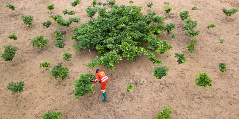 Kano, FAO Begin Restoration of 3,000 Degraded Land Image