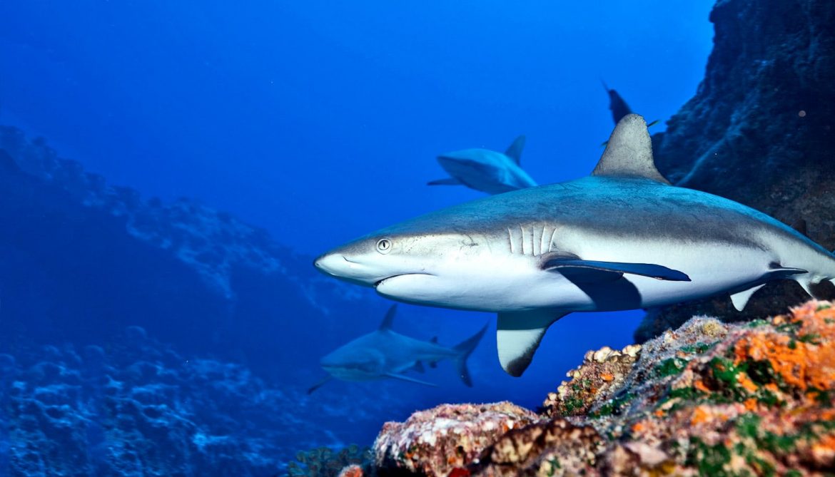 Sharks