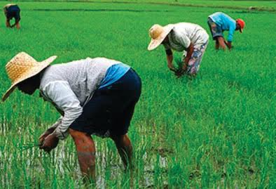EU trains 5,000 Imo farmers to combat climate change Image