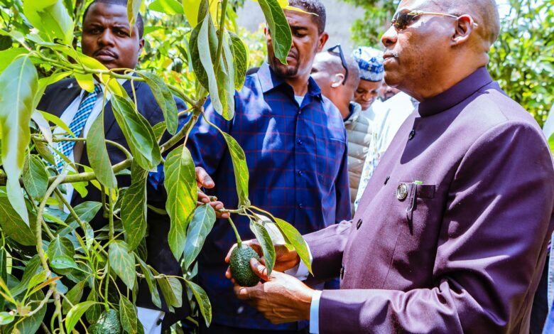 Shettima says Nigeria to plant 20 billion trees Image