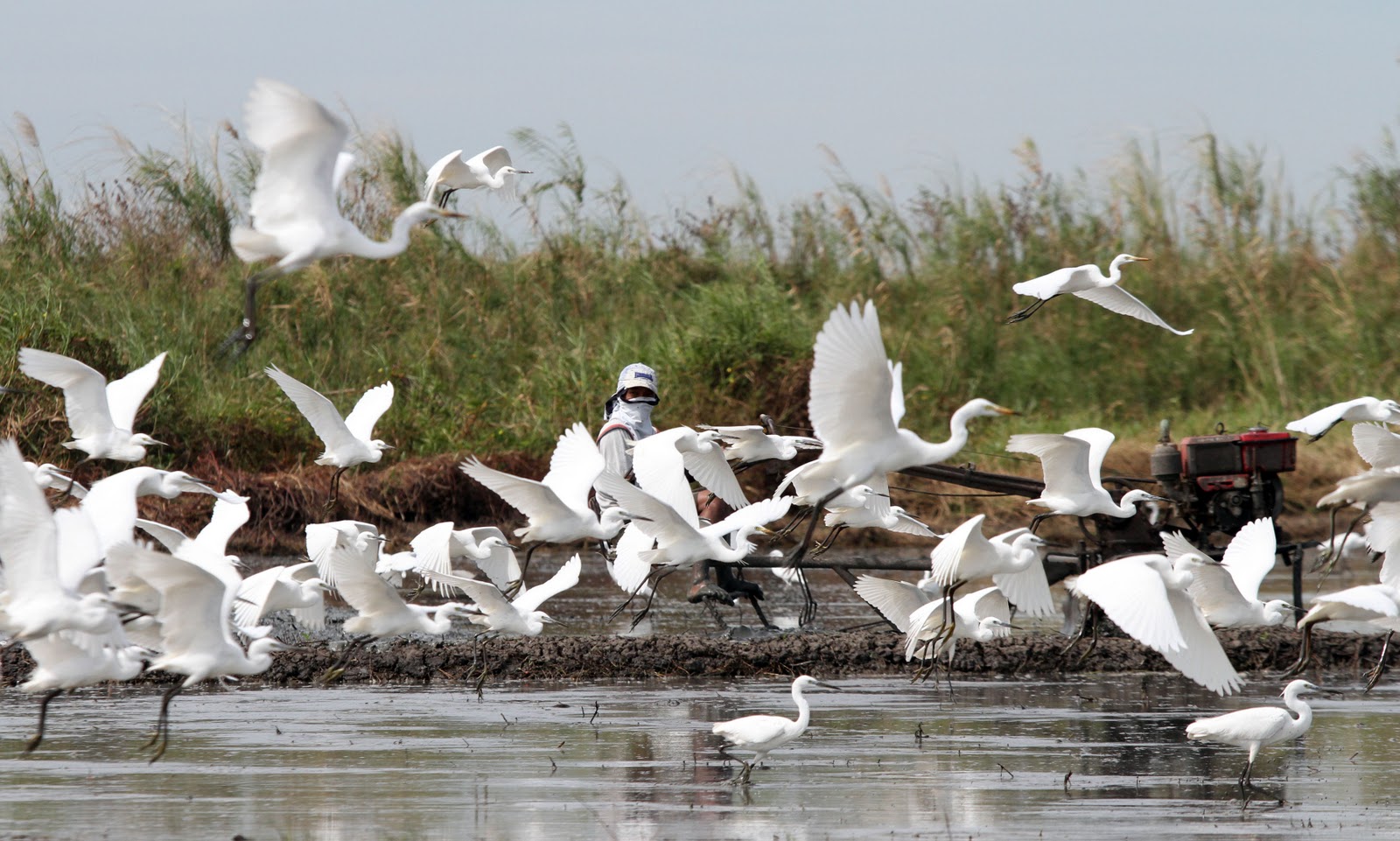 Report: A fifth of migratory species face extinction from Climate Change Image