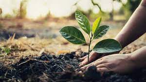 NDDC, FOSDO launch tree-planting campaign to address climate change in Delta Image