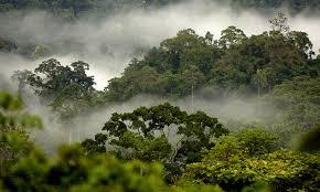 Nigeria launches net zero project to fight climate change Image