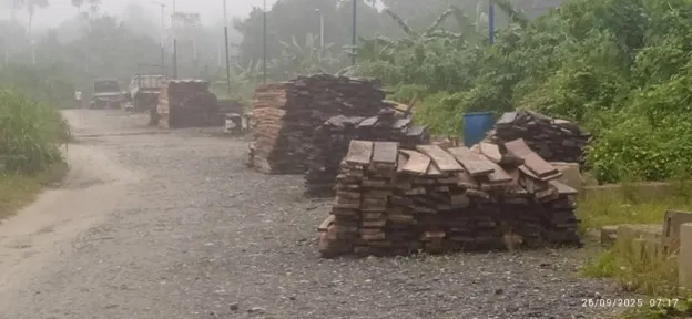 How Youth Unemployment Drives Deforestation in Odual and Okolomade Communities in Rivers State Image