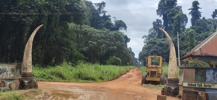 Okomu National Park: Inside Nigeria’s Bold Community-Conservation Experiment Image