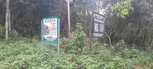 Illegal Farming and Logging Drive Human–Elephant Conflict in Omo Forest, Ogun State’s Itasin Community Image