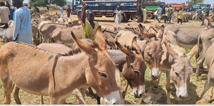Endangered Donkeys of Sokoto: Exploring the Hidden Drivers of Decline Image