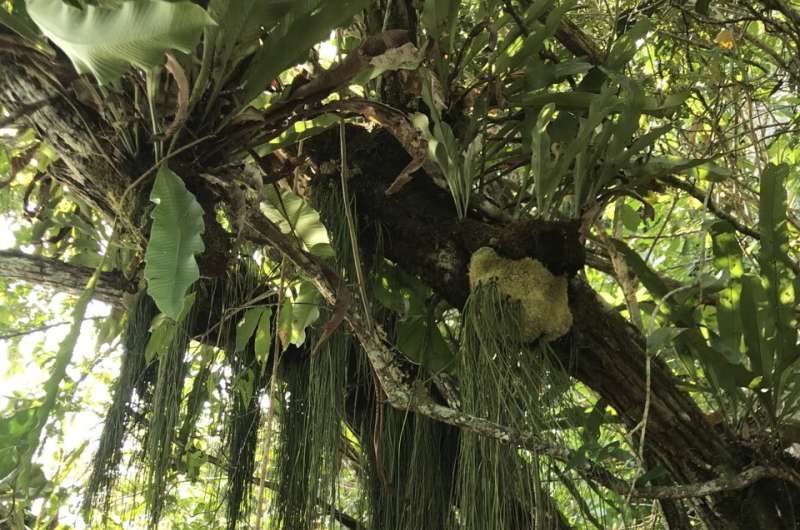 Researchers shows promising adaptations to climate change in tropical forests Image