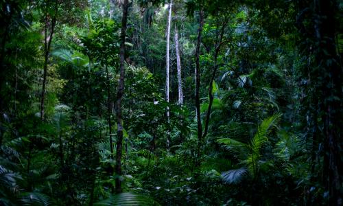 Study finds climate change accelerates tree deaths across Australian forests Image
