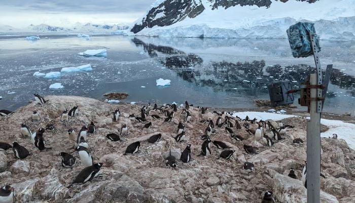Study shows Antarctic penguins’ striking climate adaptation Image