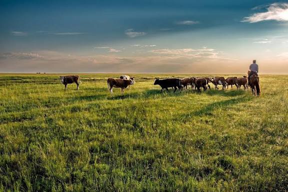 Study warns Grasslands Could Shrink by Half As Climate Change Intensifies Image